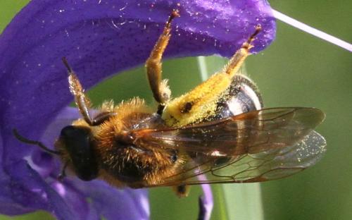 Lasioglossum xanthopus